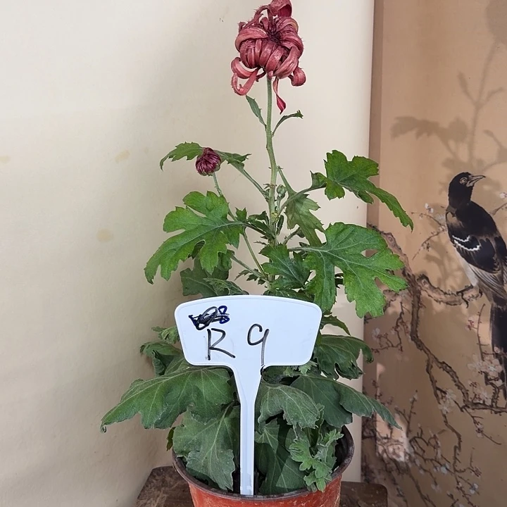 完全开放R9999999999