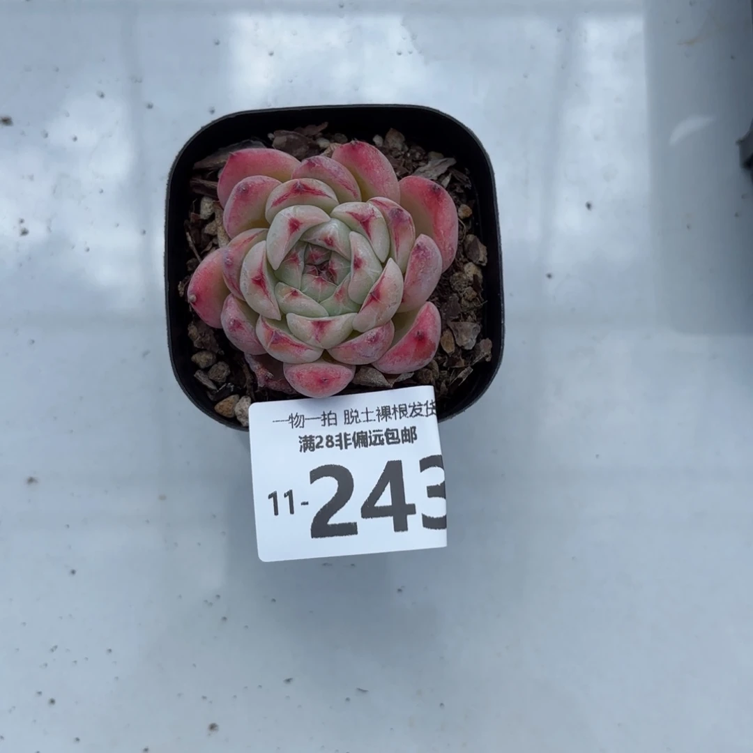 A****s魔根单头多肉多肉