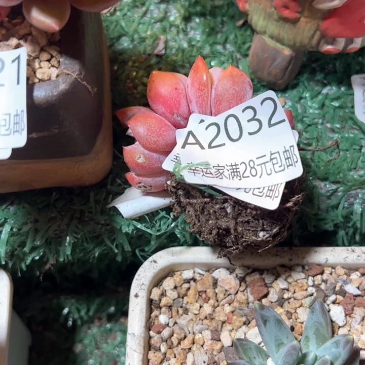 ?**?幸运的是我的朋友们