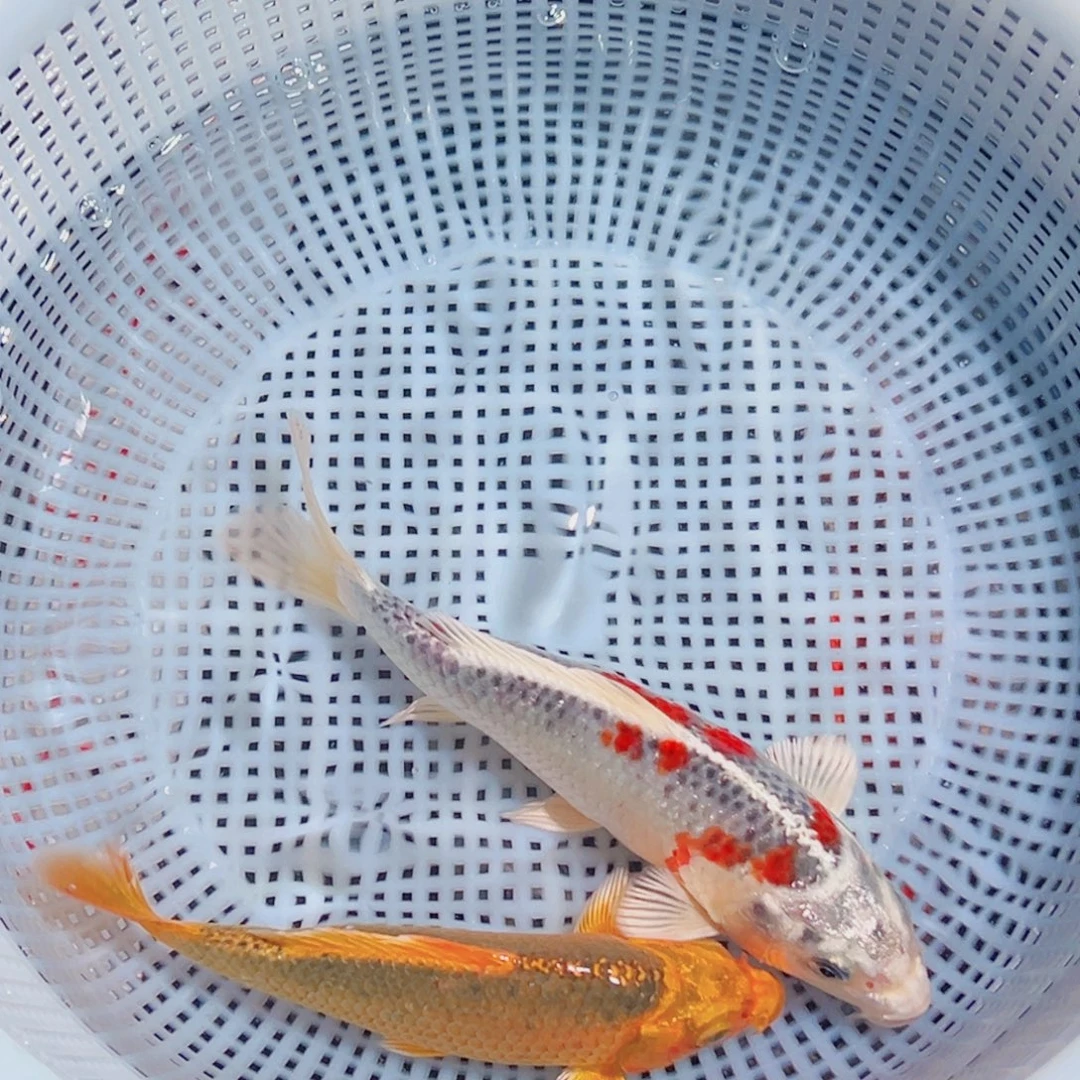 锦鲤锦鲤观赏鱼1111