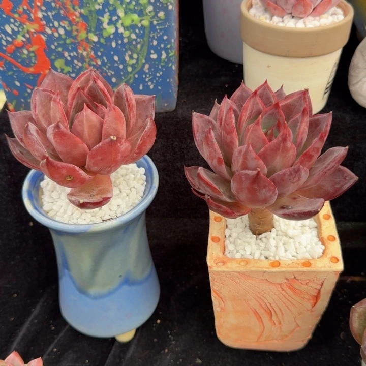 红糖卡多肉植物盆栽