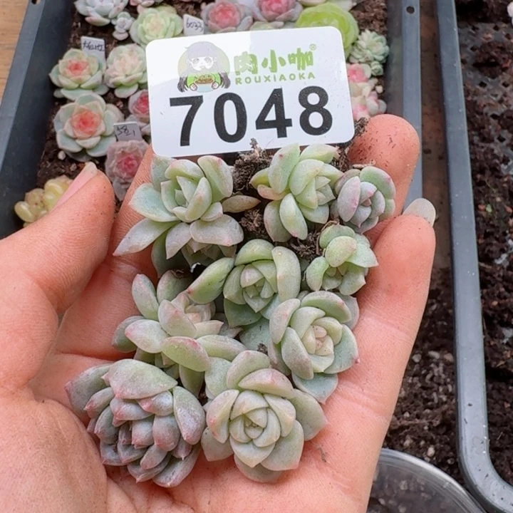 可*多肉植物多肉植物