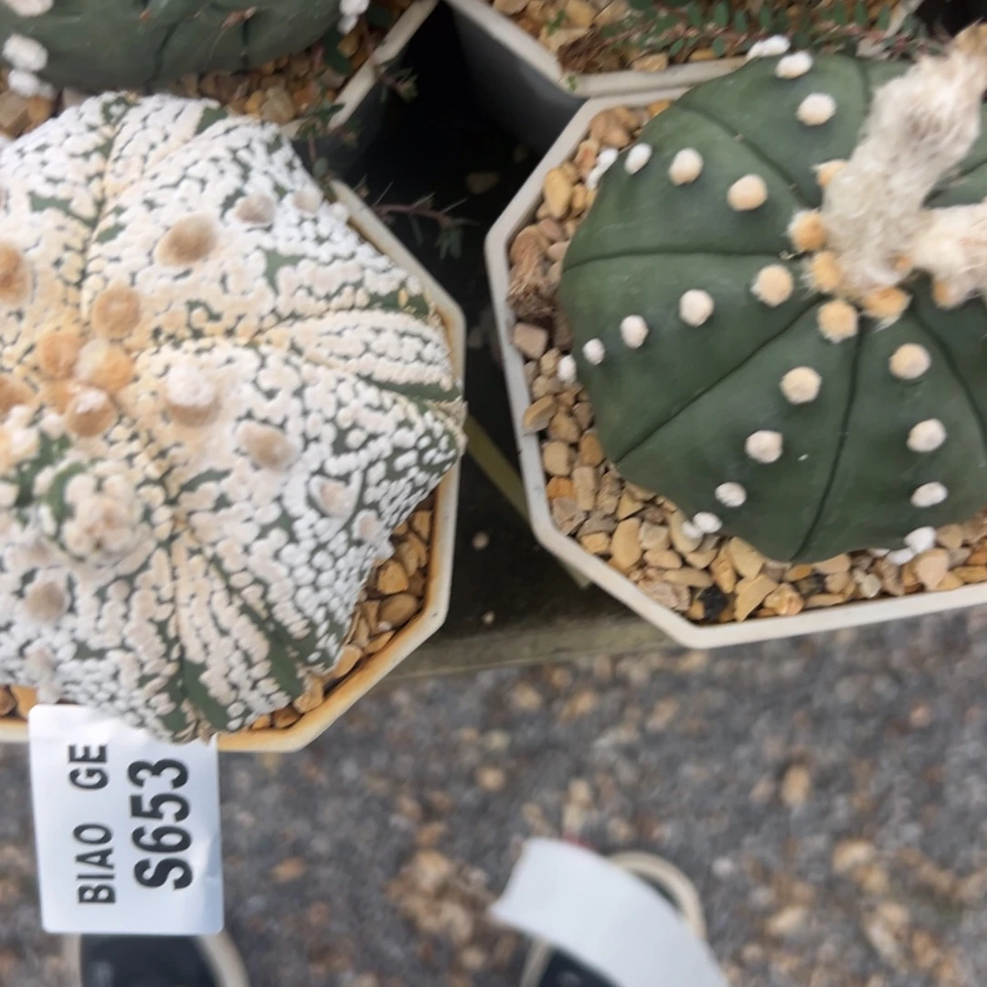 小***冰S653号兜10.23仙人球