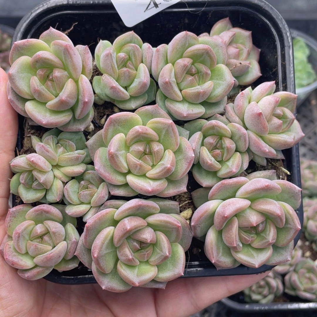 云糖心多肉植物469