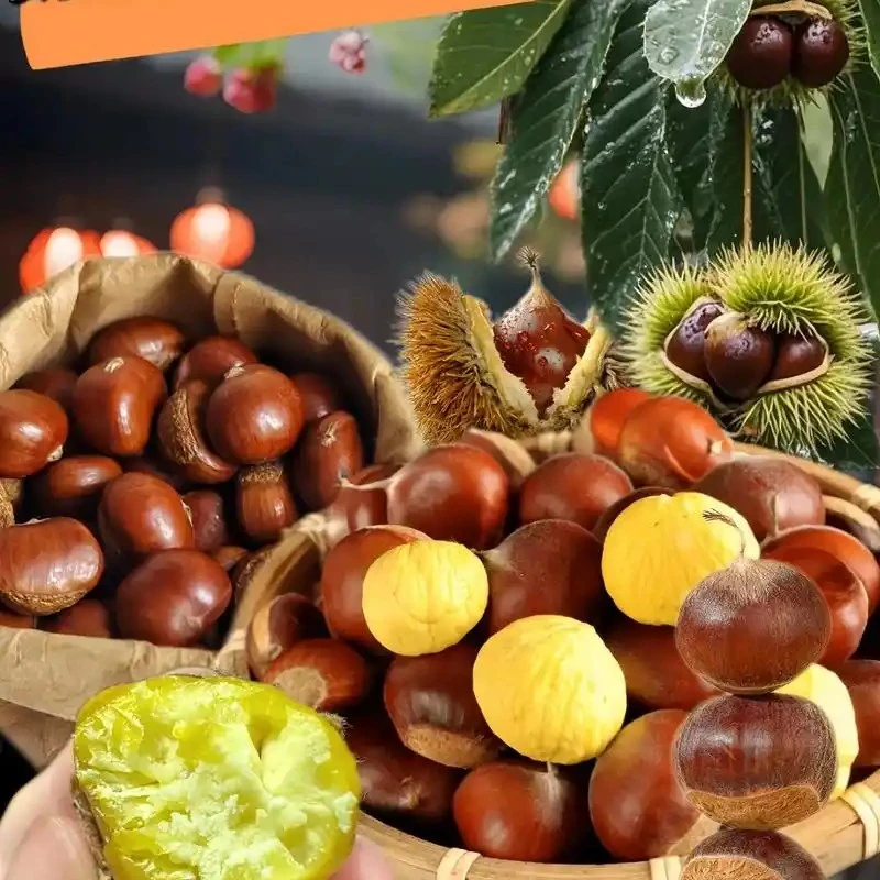 云南新鲜高山老树老品种板栗