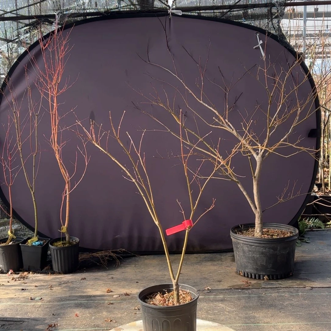 无花朵祖母精灵枫树