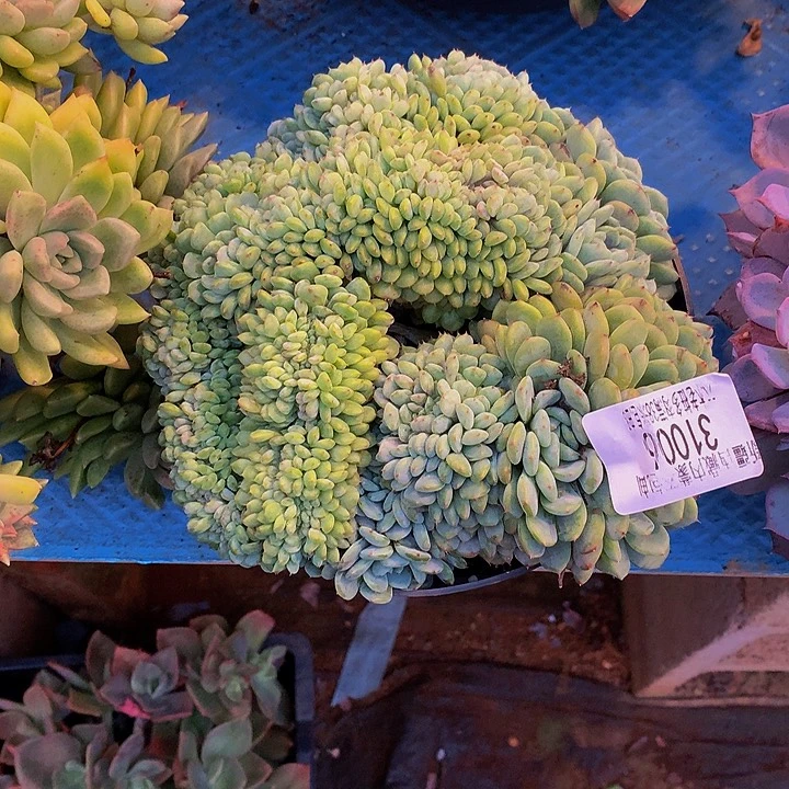 梅***姐    白胖子缀花多肉31006