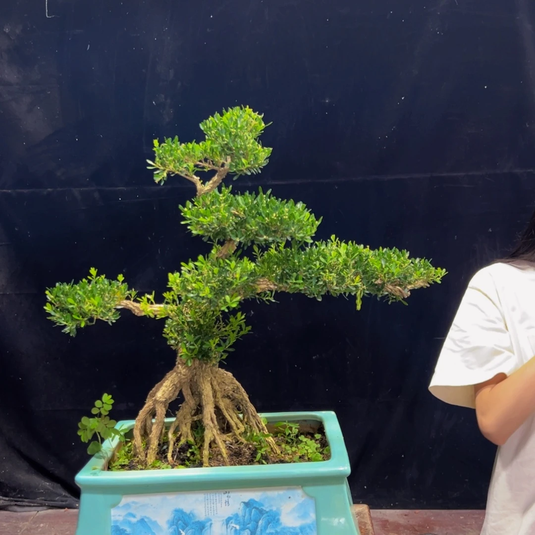 无花朵广东黄杨四季常青