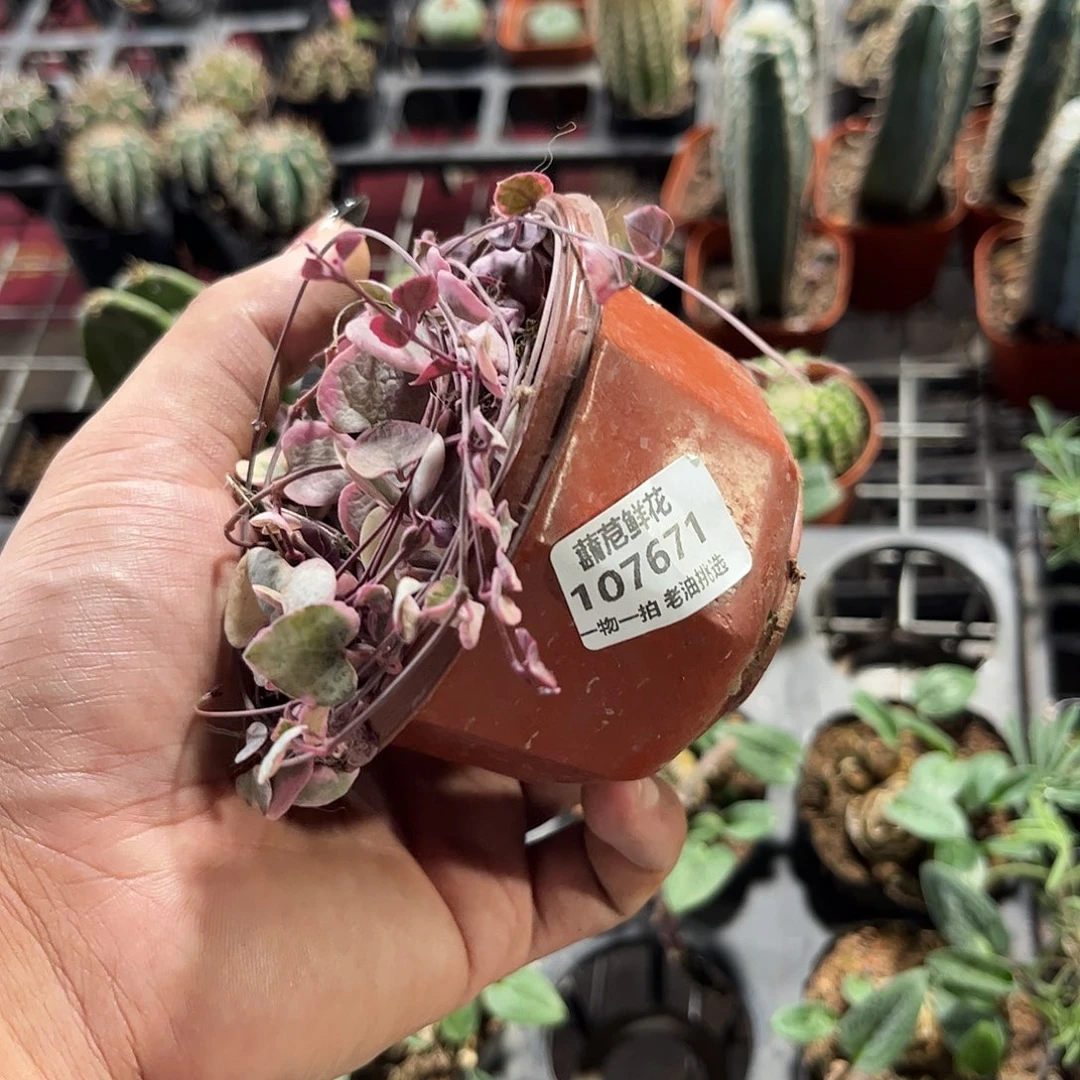 能***耗107671一物一拍单头发货