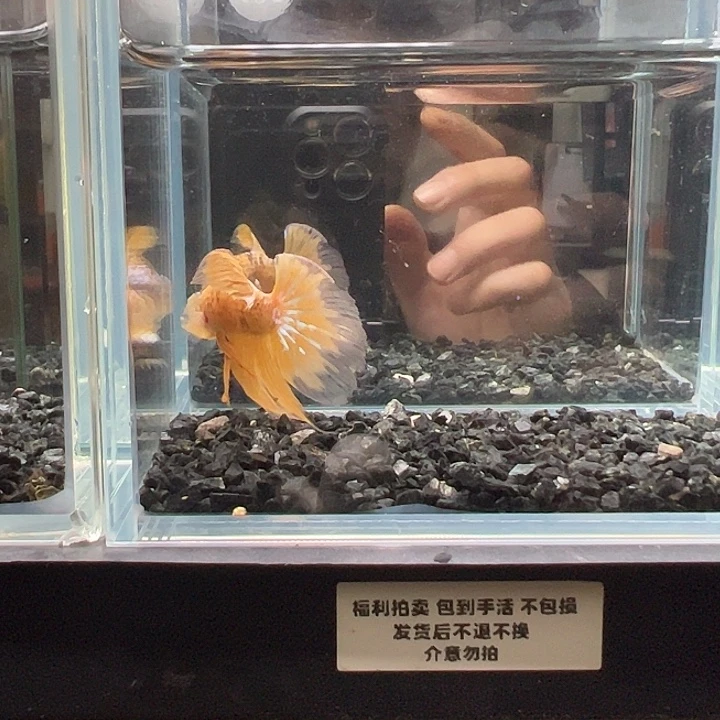 斗鱼一单包邮9日110