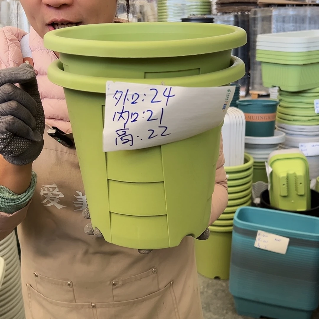 玫瑰240#果绿色5个无托