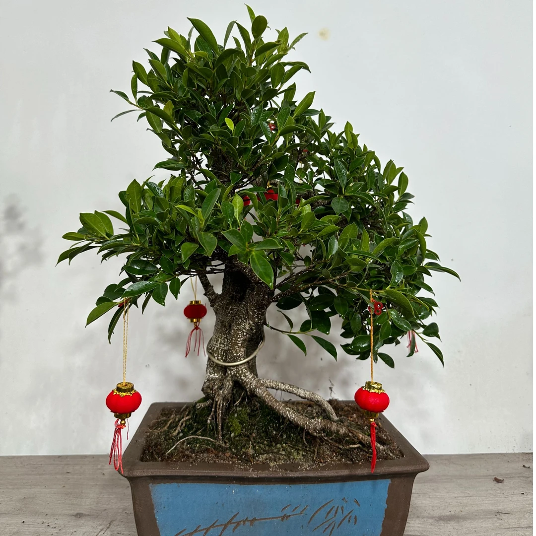 虎皮榕，高提根黄杨，雀梅盆景