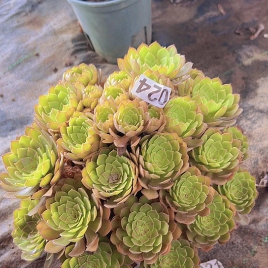 搞***刷多肉植物一个红魔