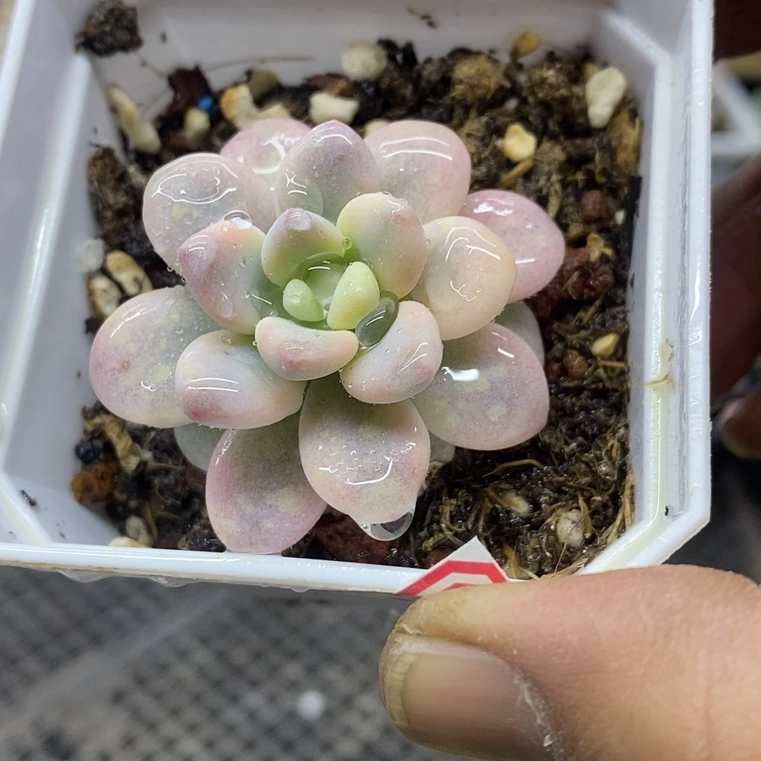 03124 洛神锦多肉