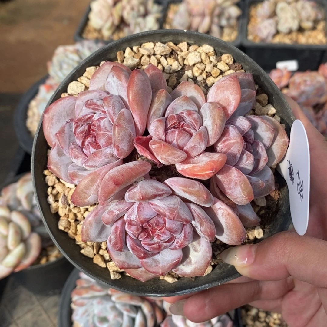 四头脸朝上短肥圆