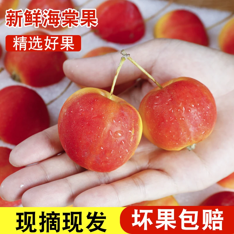 【热卖】顺丰东北沙果特产海棠果新鲜当季应季孕妇酸甜脆秋红小苹果