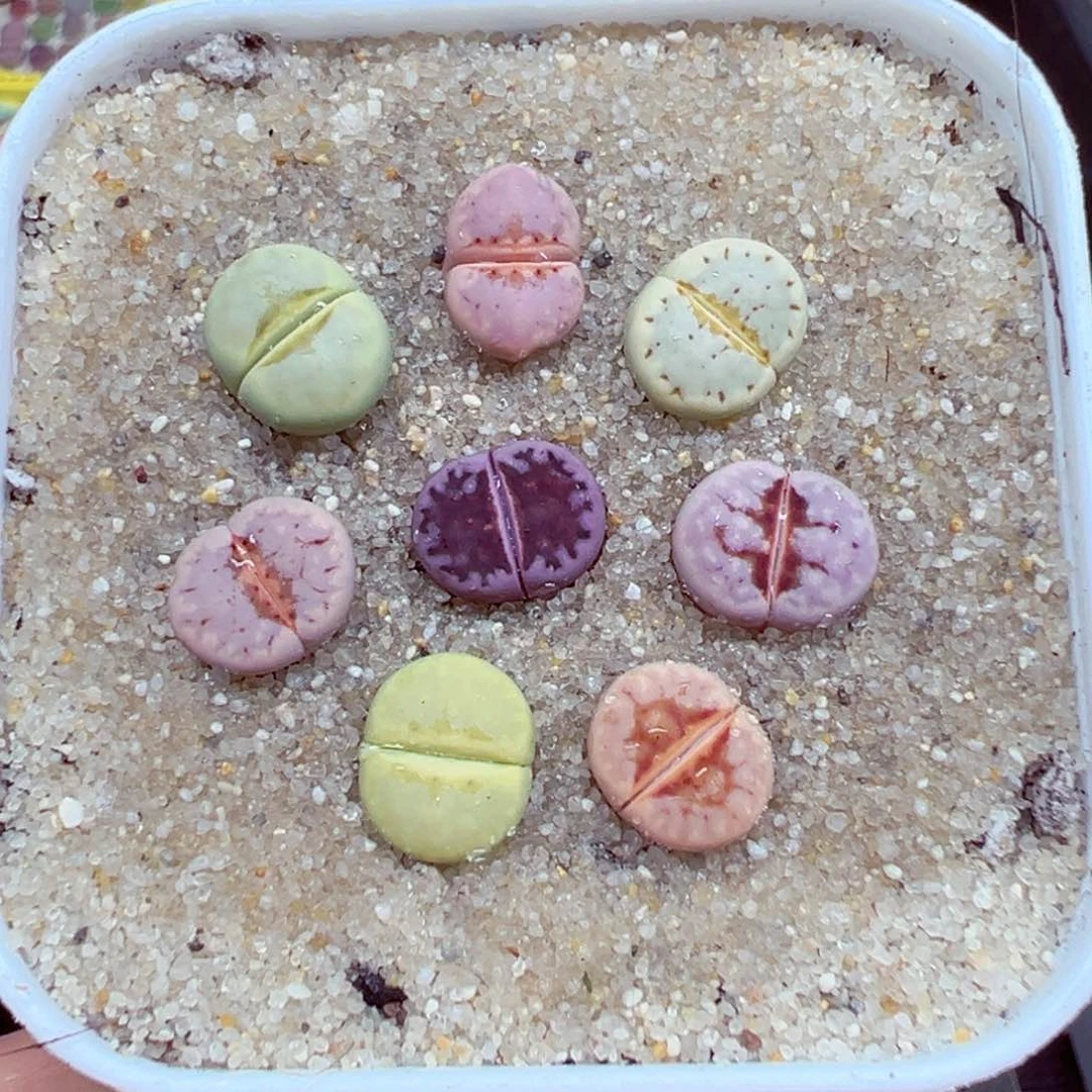 完全开放优秀的肉肉616-25