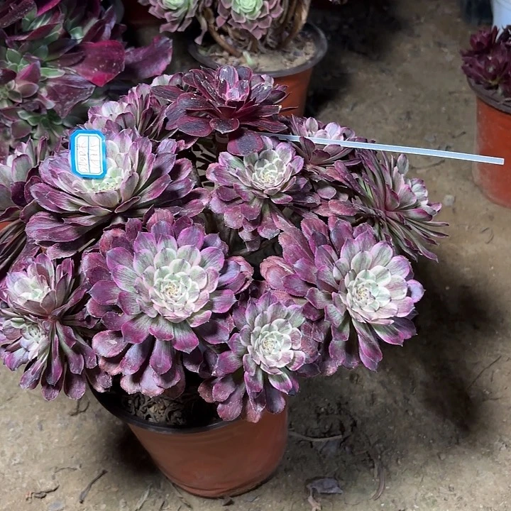 A*多肉植物水墨画13