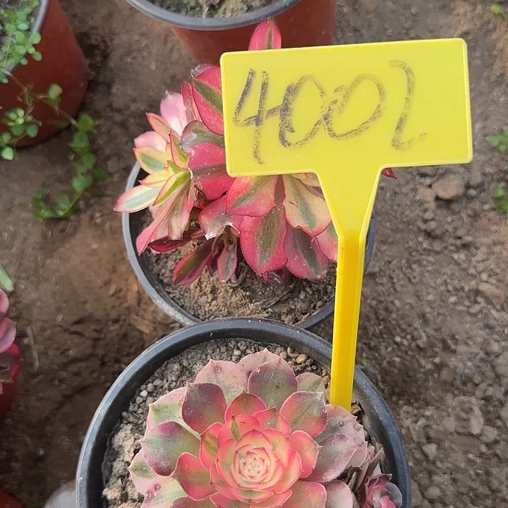 玖***月4002--两颗多头多肉植物