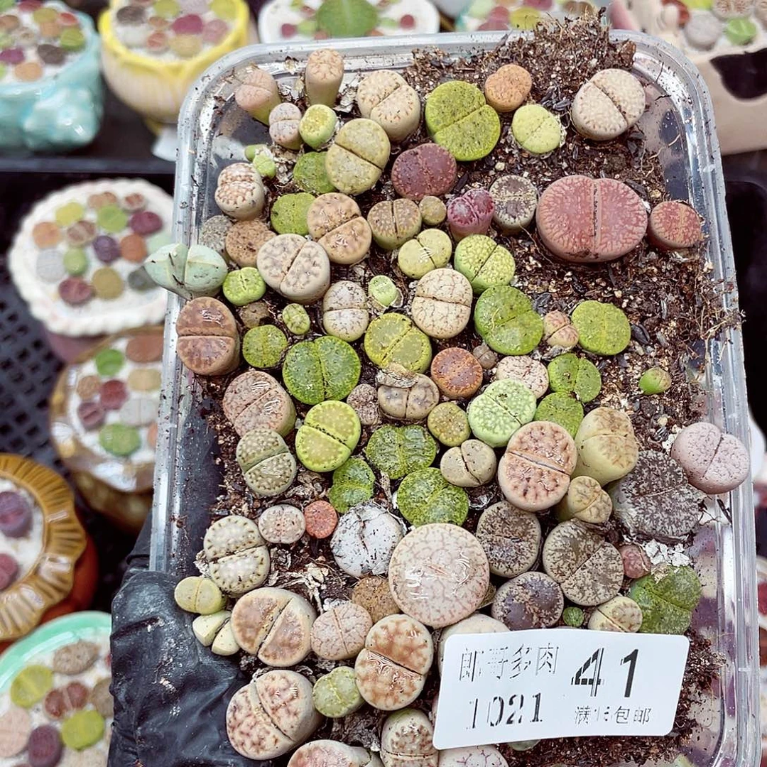 生石花满18包邮1021-41