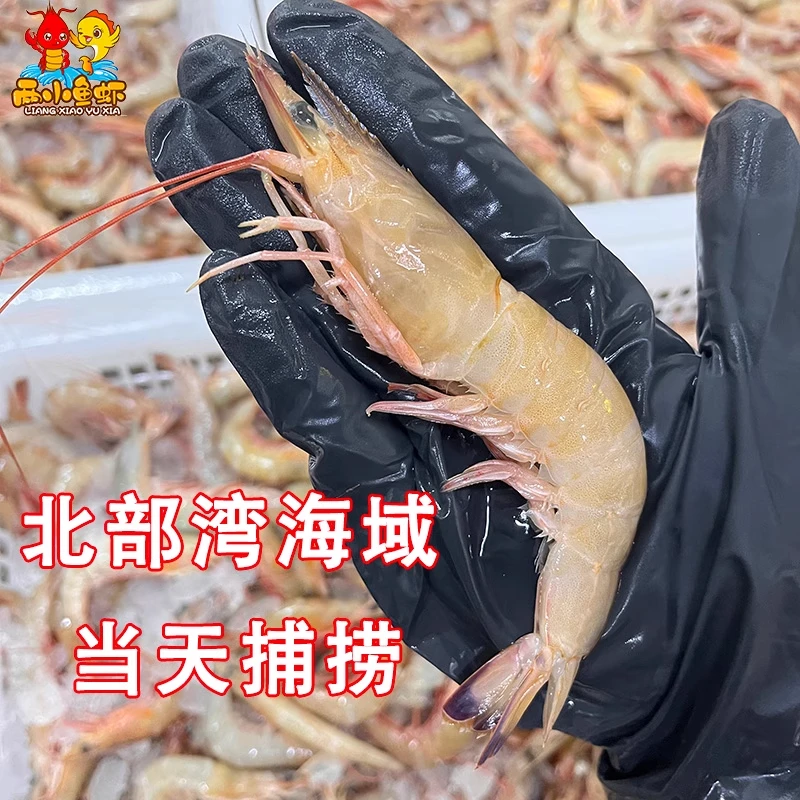 纯天然野生麻虾沙虾芦虾本港海捕自家渔船顺丰包邮明虾净重3斤