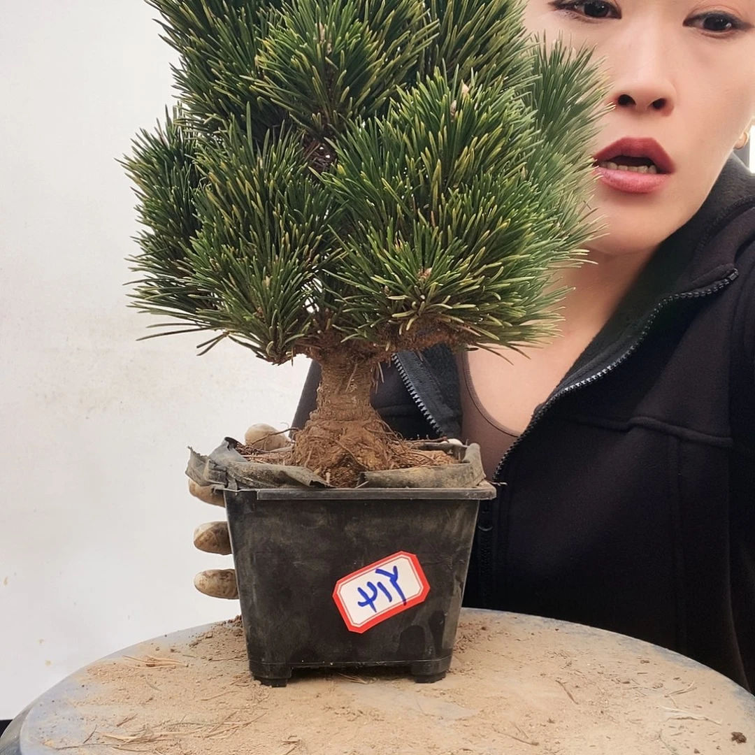 无花朵植物形态多年生草本