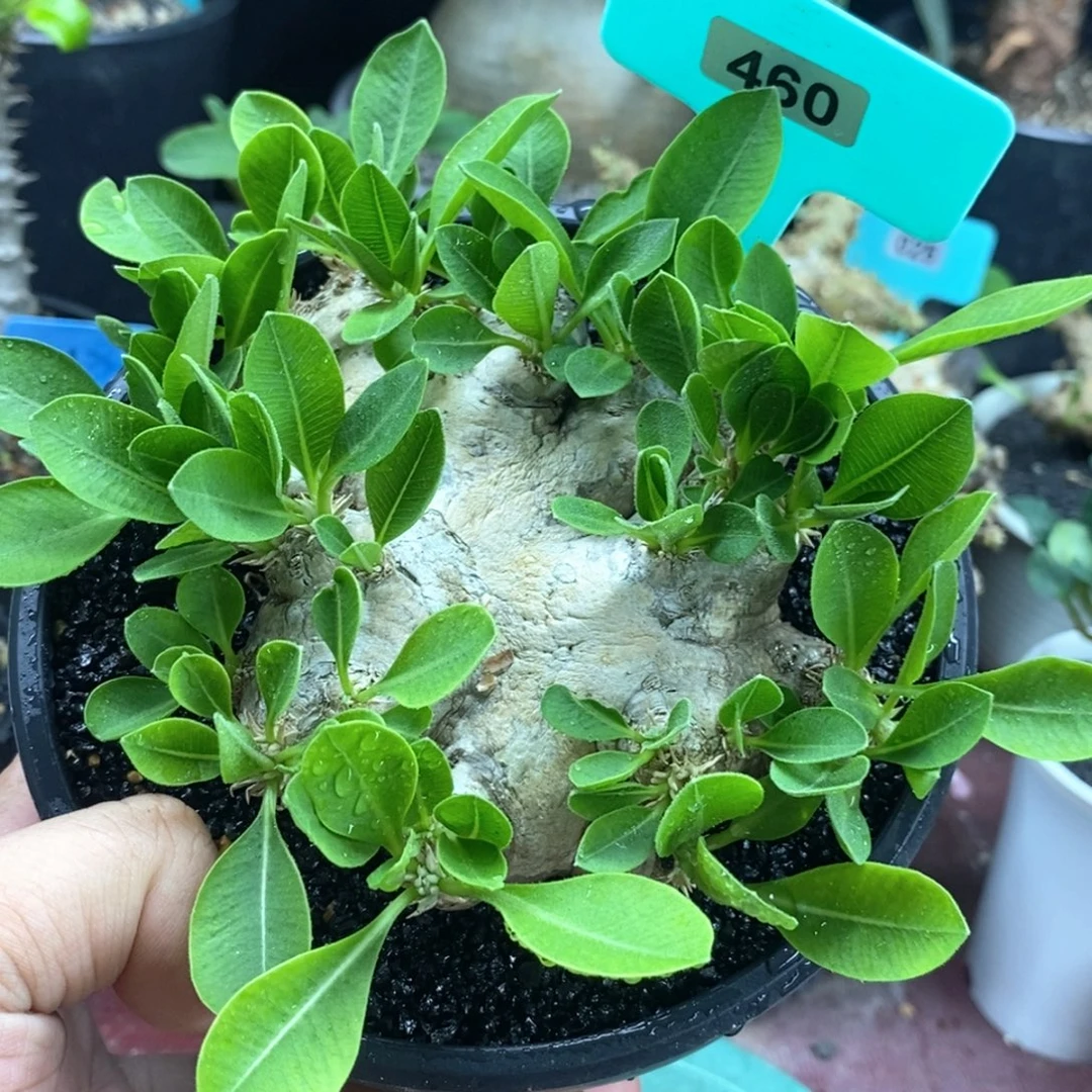 产地惠比须笑多肉植物