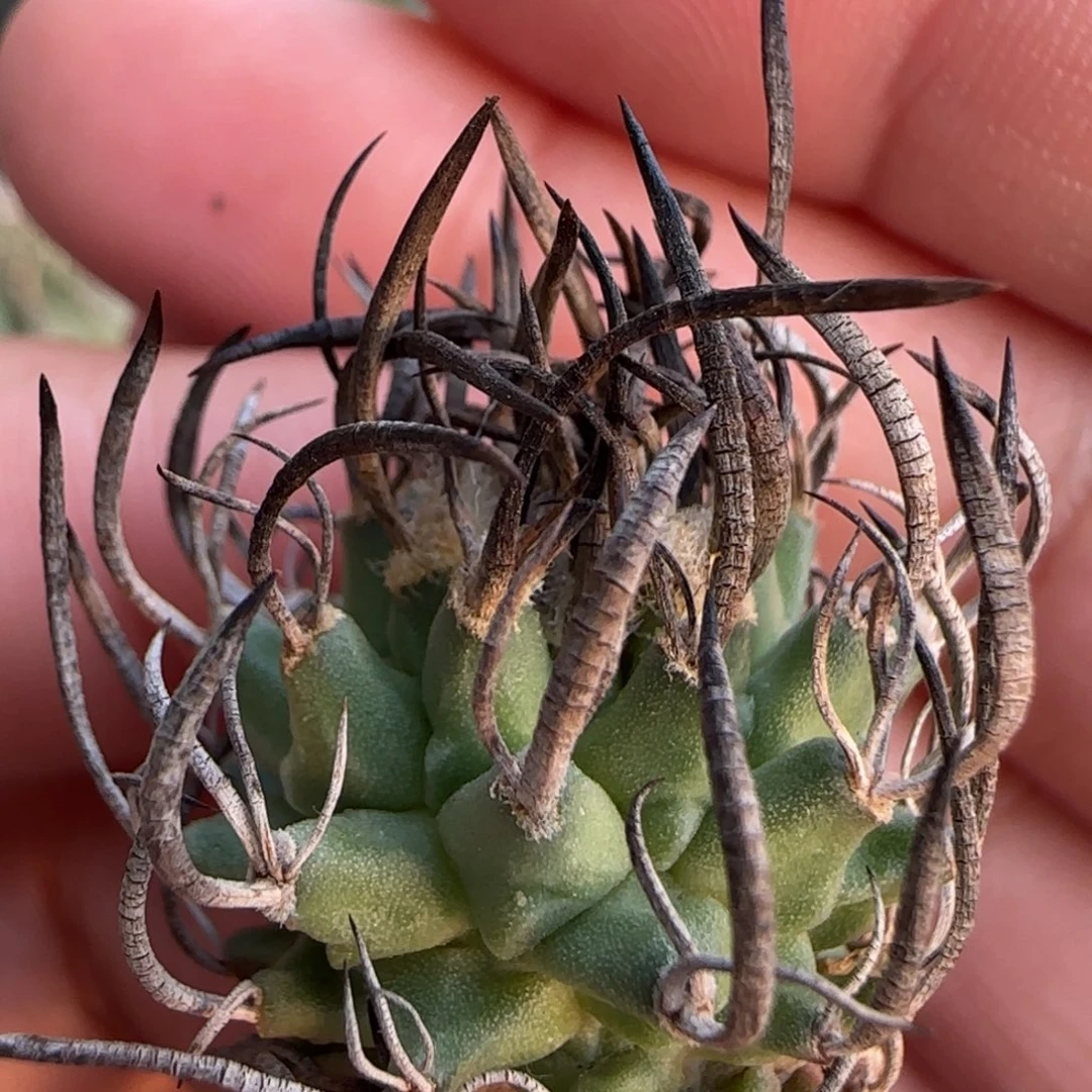 008实生娇丽啊啊啊啊