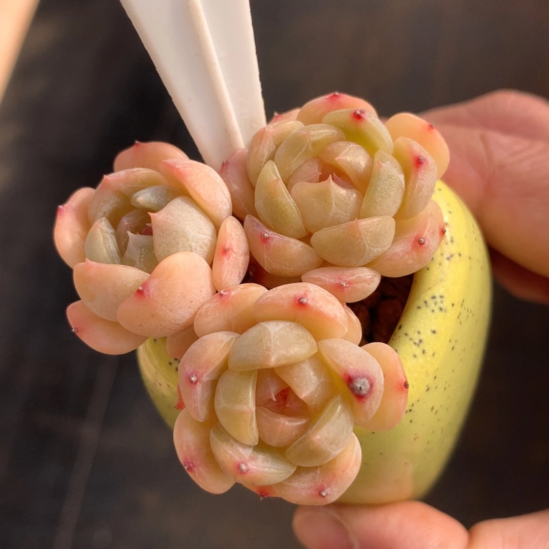 白色恋人老桩自然群58包邮