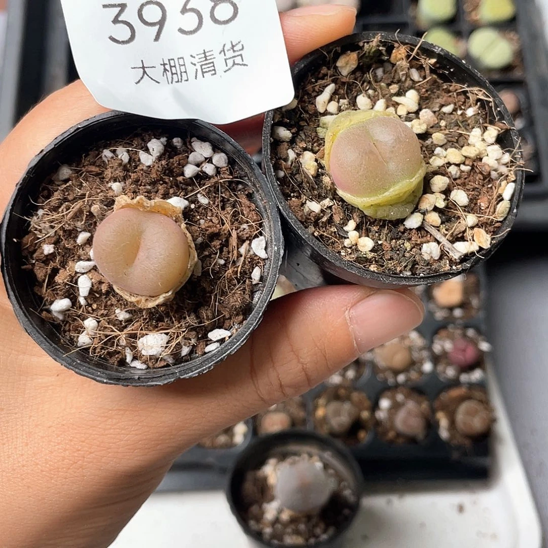 冰***&3938大棚清仓甩卖了