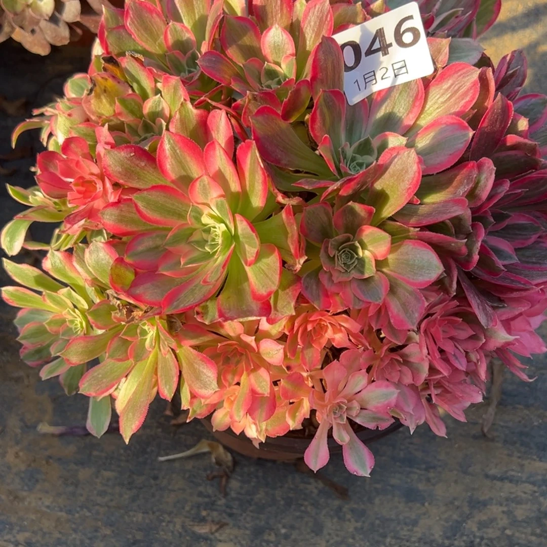 1.2-46男神多肉植物