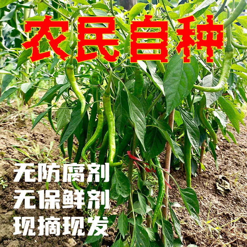 【本地青红辣椒】现摘现发张家界本地辣椒长青椒红辣椒