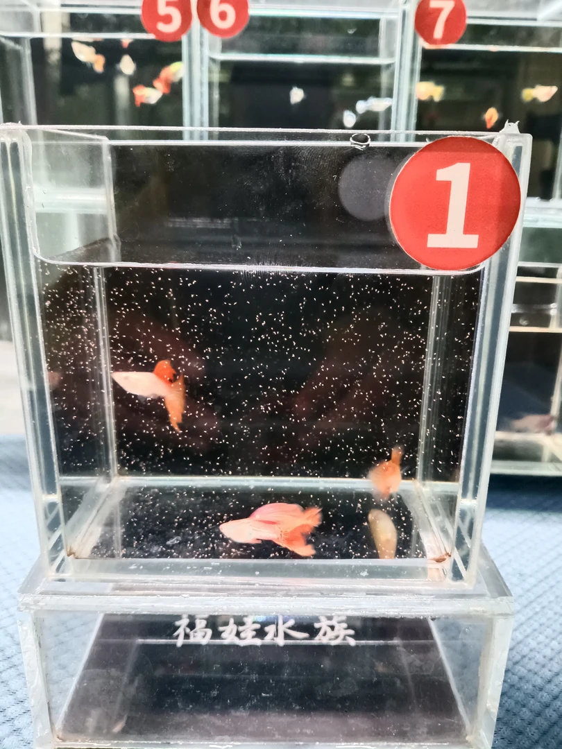 超大背红雷丝白子孔雀鱼热带鱼观赏鱼