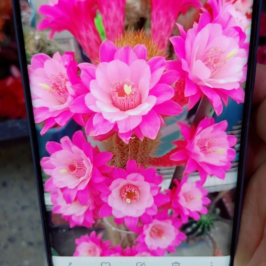 下67金妞奥拓歪无根侧芽5公分左右20包邮