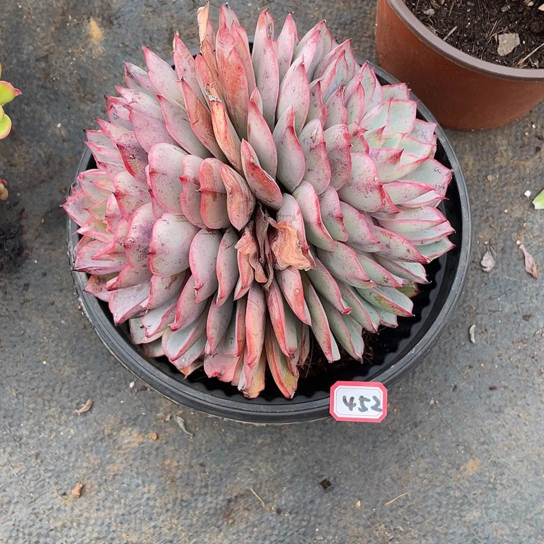 452赫拉一物一拍多肉