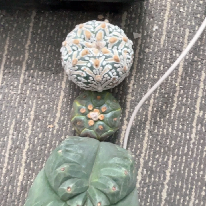 完全开放涛*兜兜鸾凤玉3