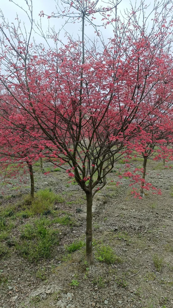 日本红枫红舞姬盆栽庭院绿化园林风景树大树苗基地