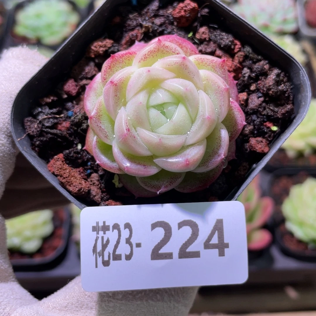 花利美23-224麦秆