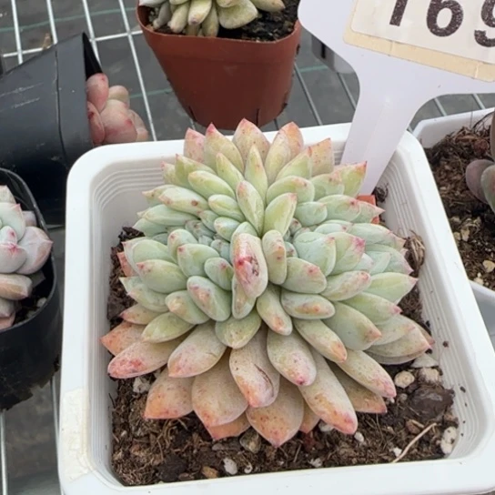 169橙子缀一物一拍多肉