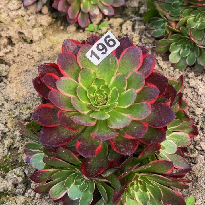 196多肉植物法师