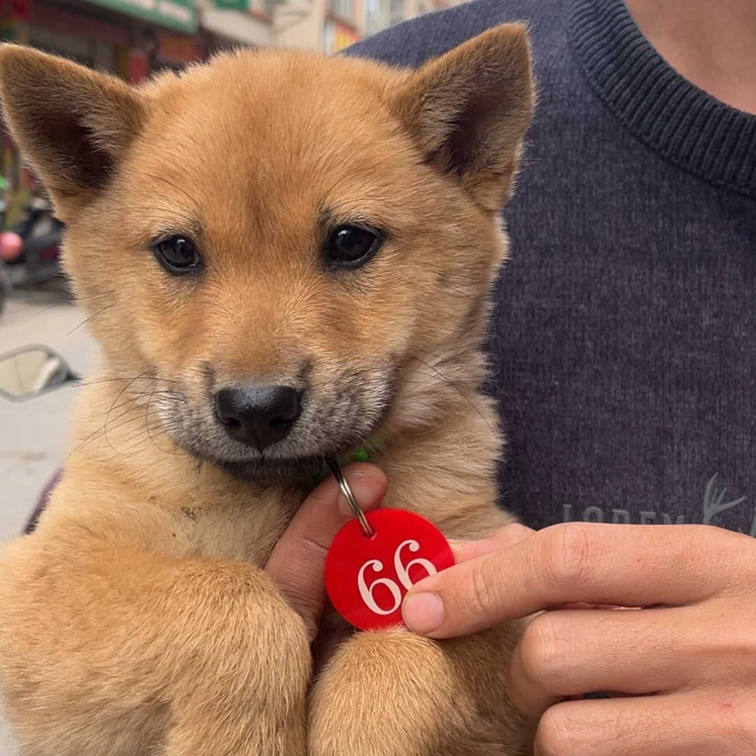 奇***哥中华田园犬小黄母