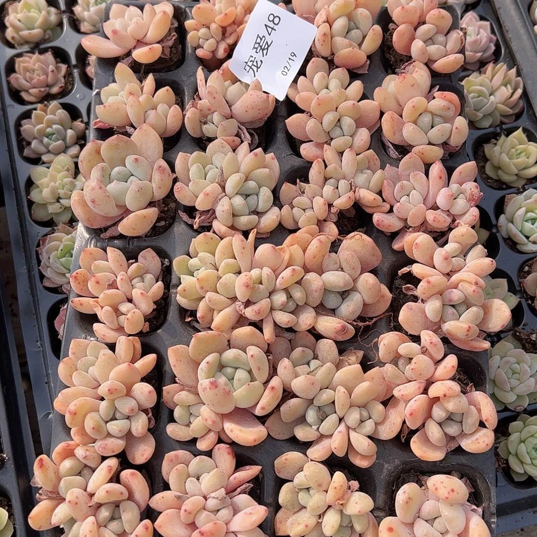 直播福利一物一拍48