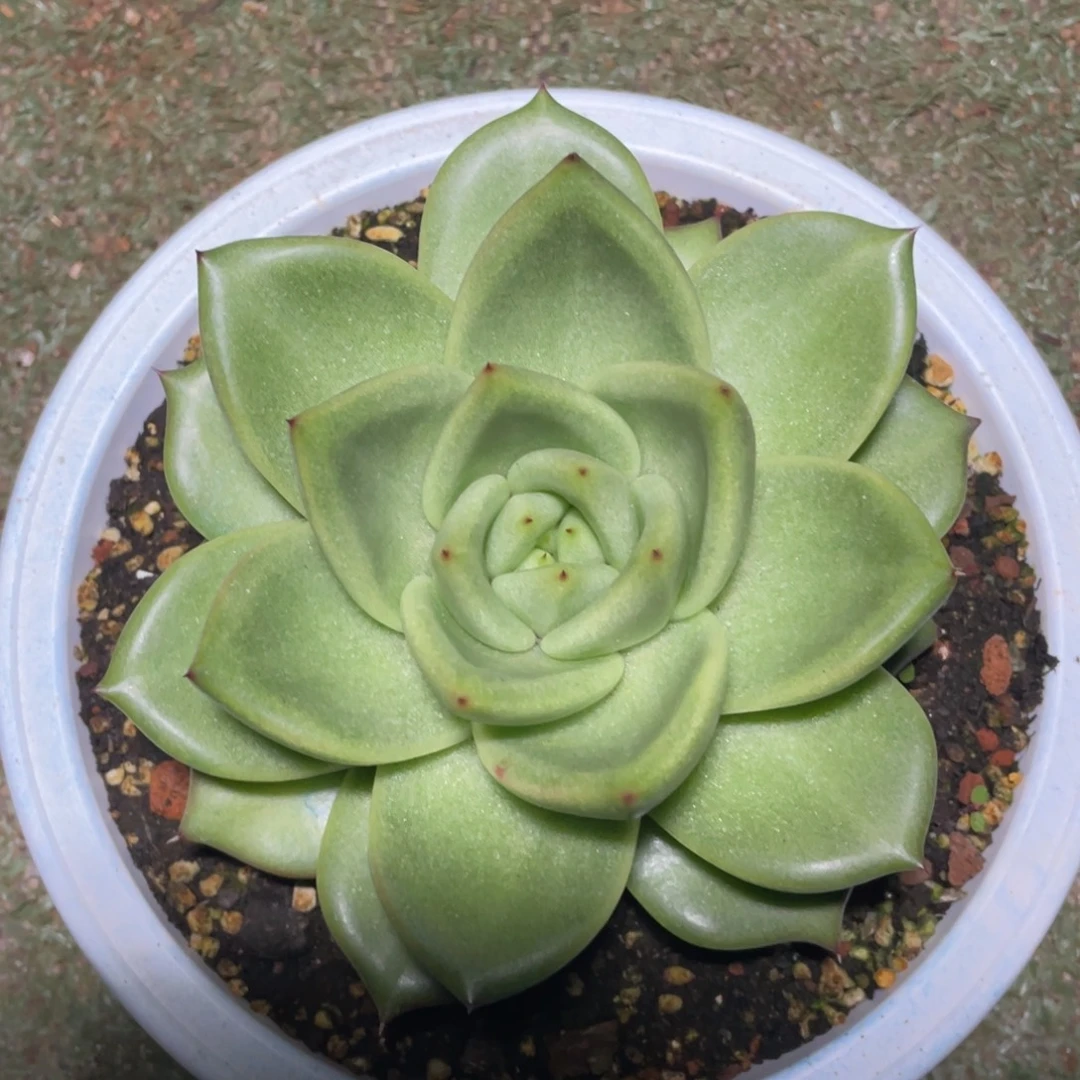 多肉植物多肉植物1420