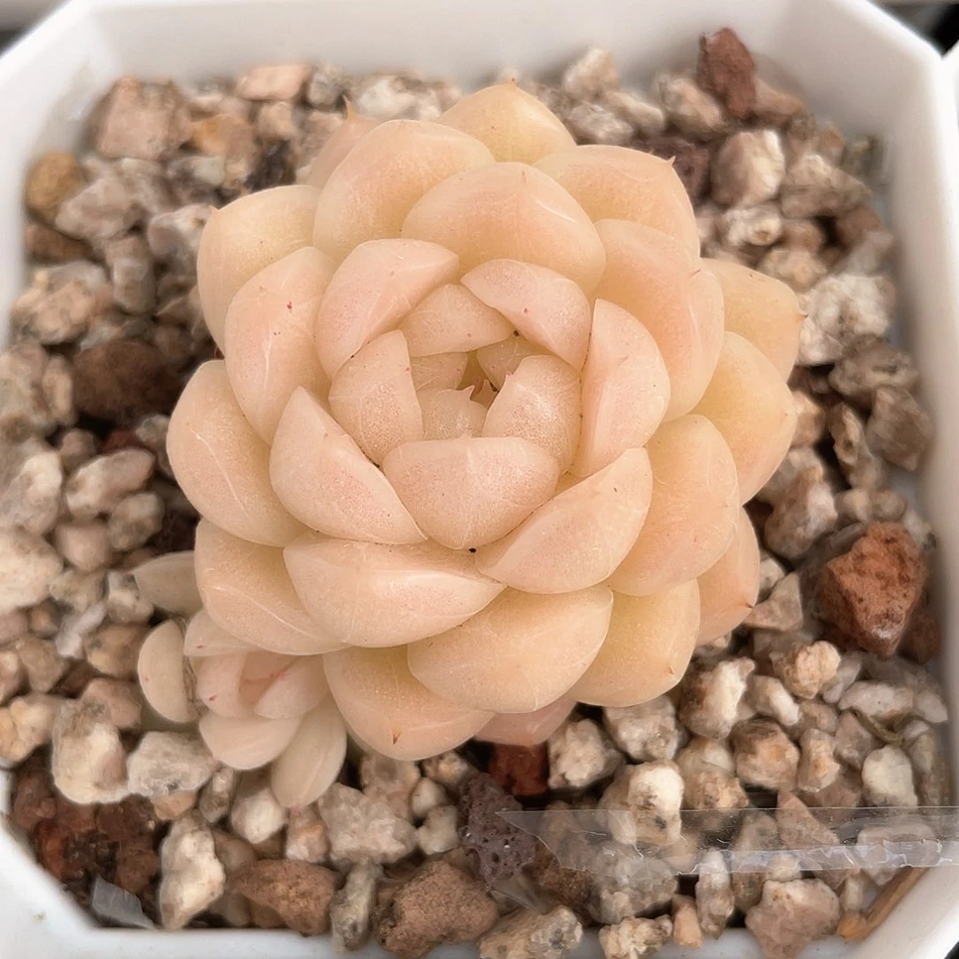 瞳*优选麦秆福利978