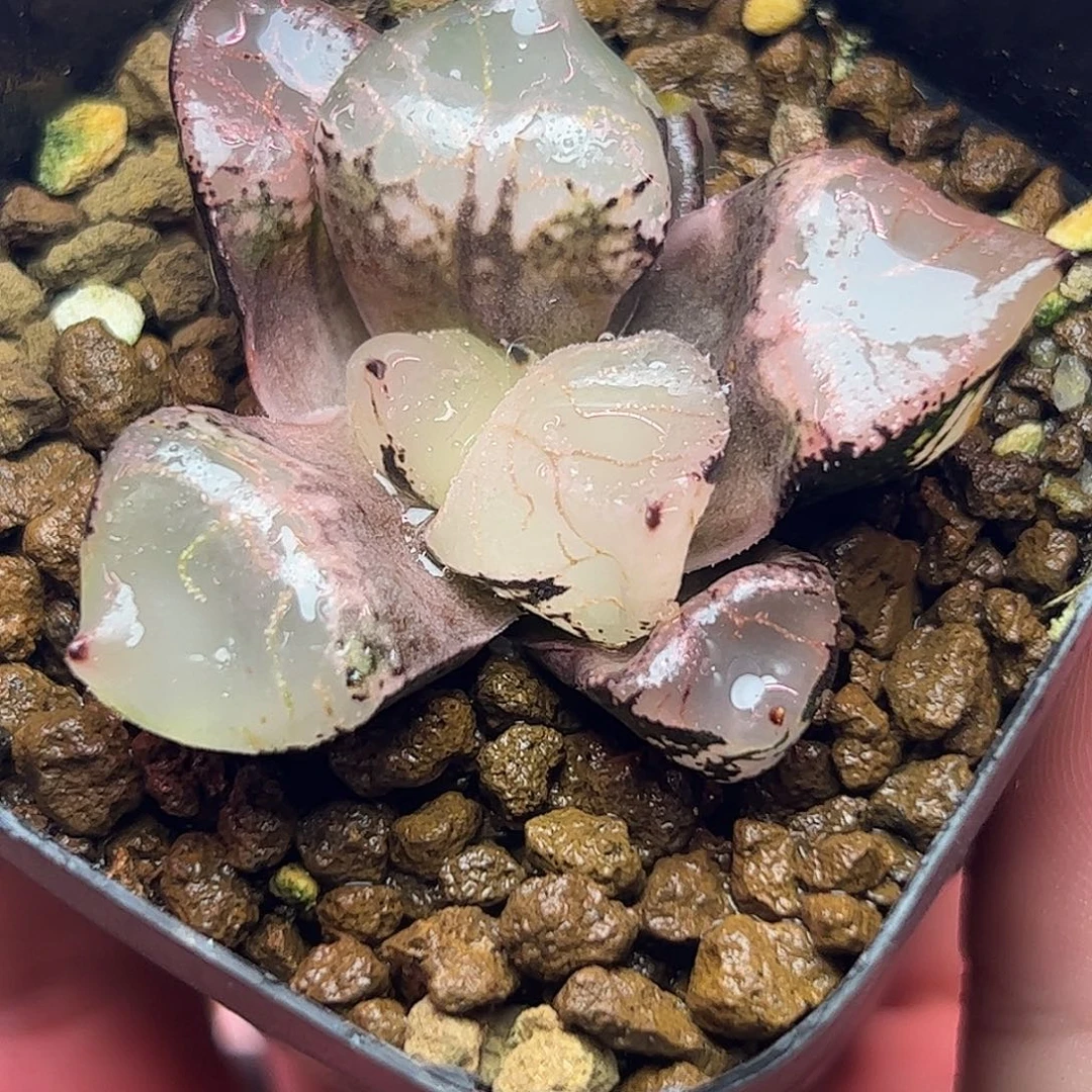 冰皇十二卷多肉植物园