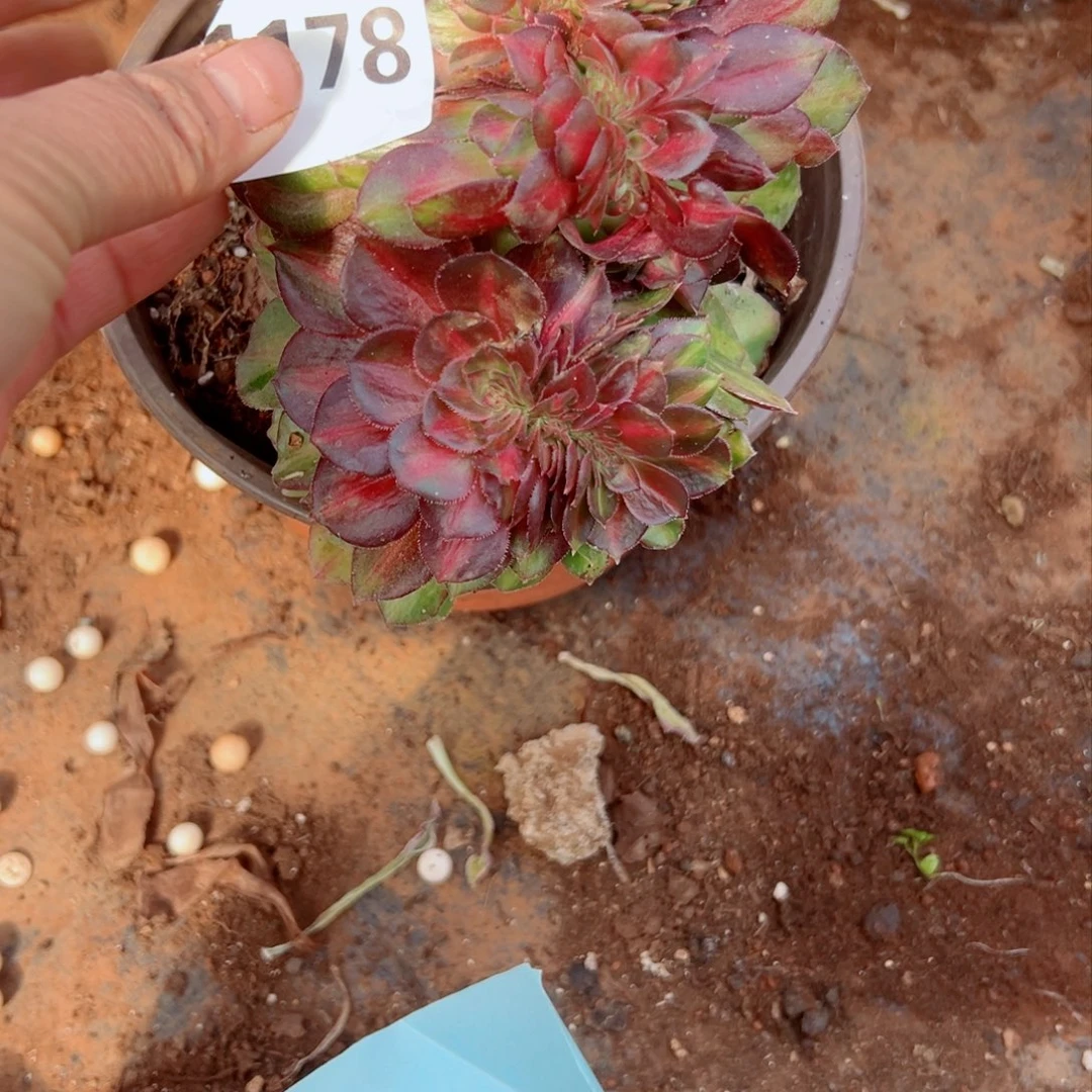 我1178 号多肉法师新年特价
