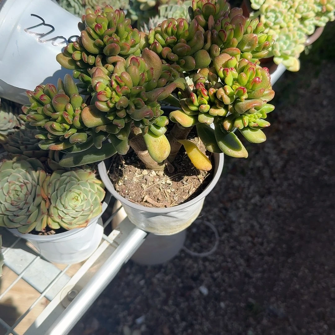 老庄招财猫多肉植物