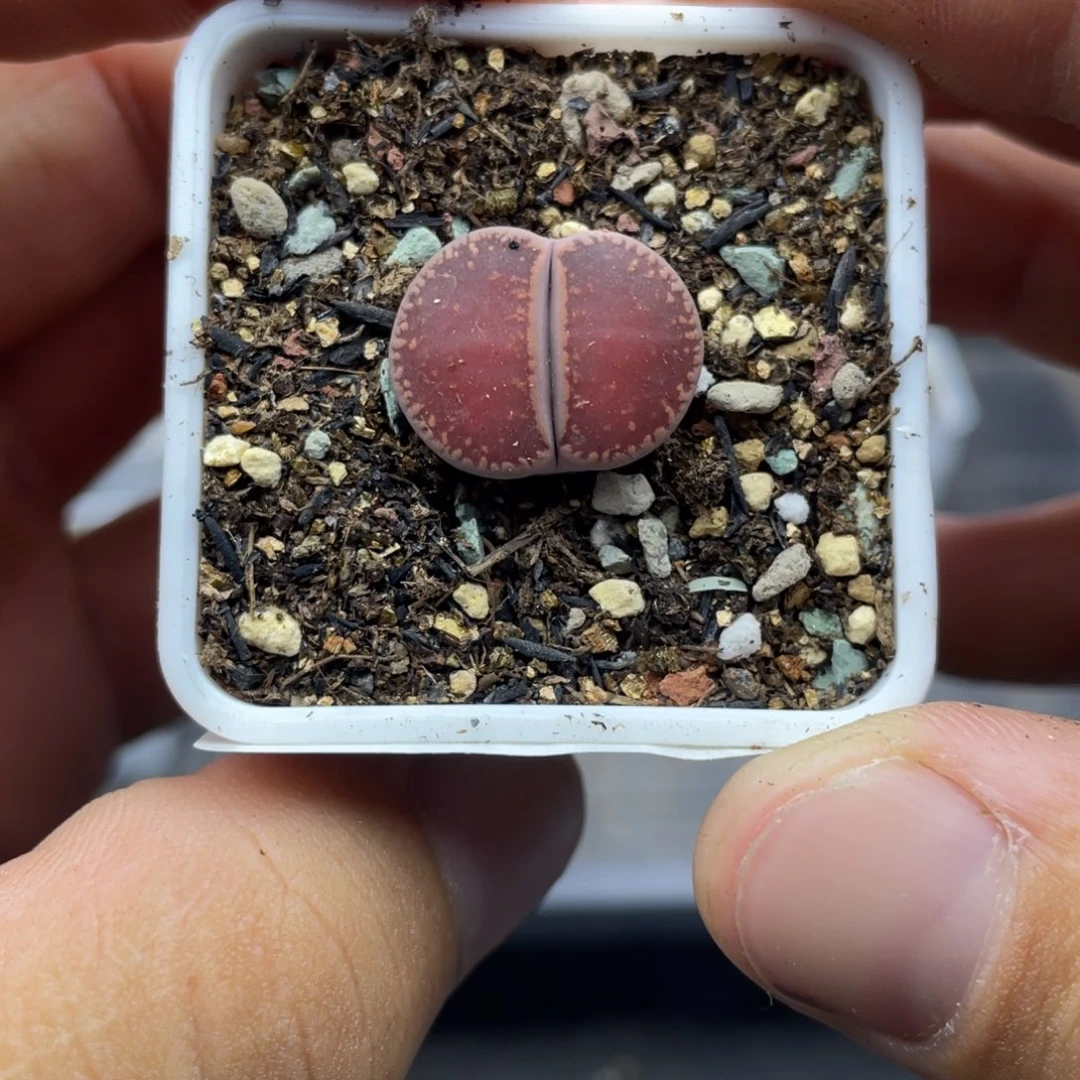 君*0000000000000000000093