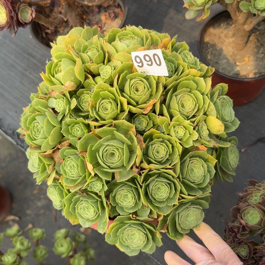 吴**。990多肉植物绿朵