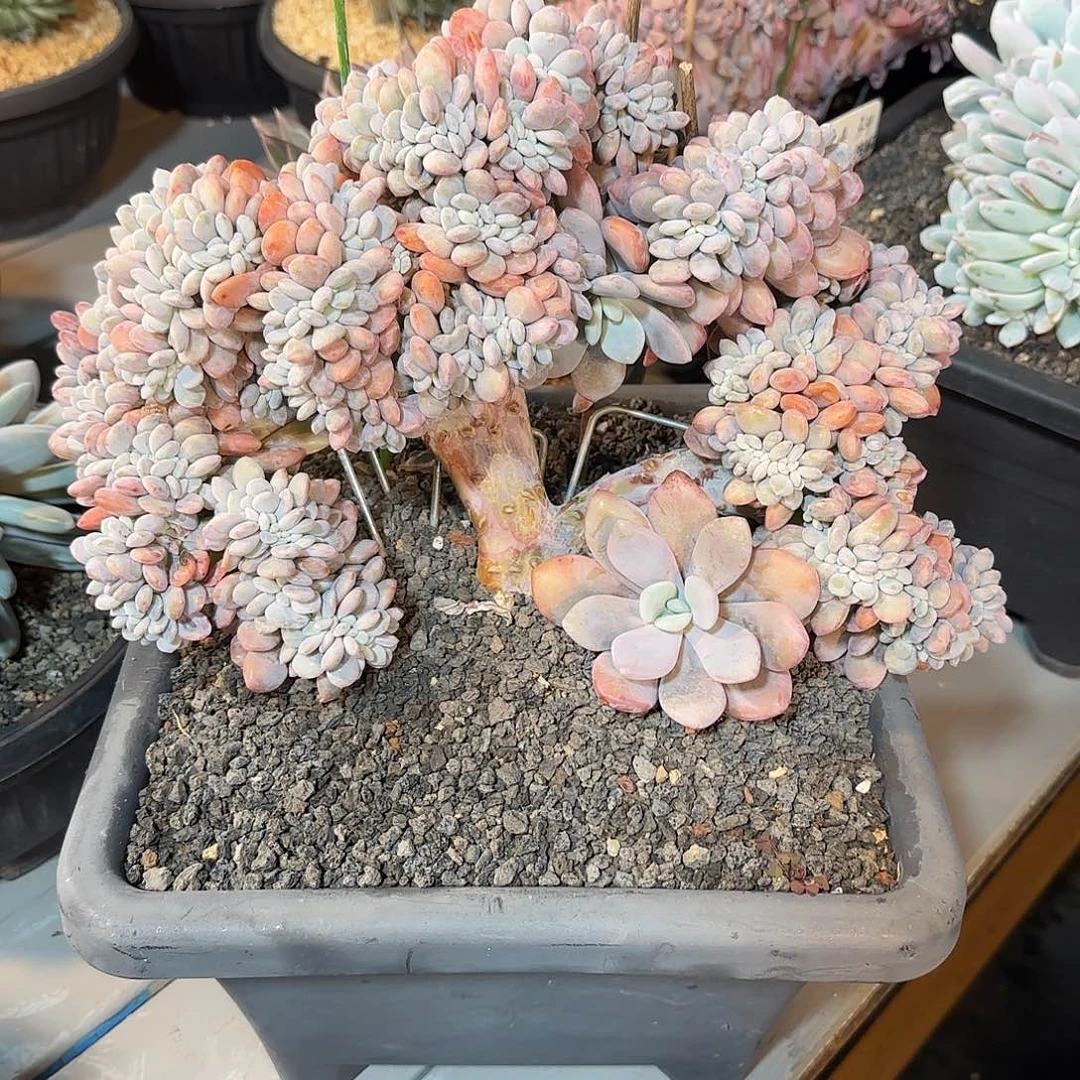 2***H粉兔多肉植物333333